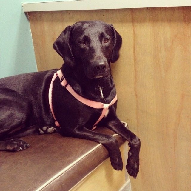 NWR- Furbaby Friday