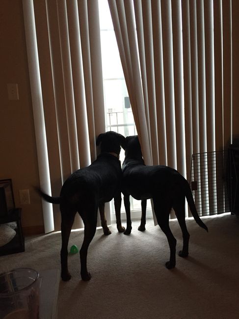 NWR - Dog Mommas: Convince me Otherwise!