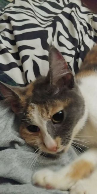 Doesn't Like Cats or Dogs - Red Flag or Deal Breaker? 1