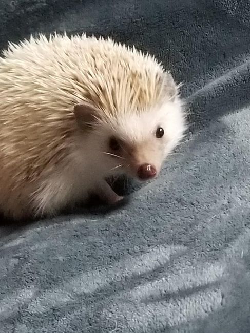Show me your fur babies you and your SO have together! - 2