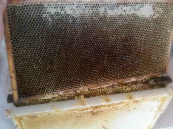 Stealing some honey for our wedding  (pics)