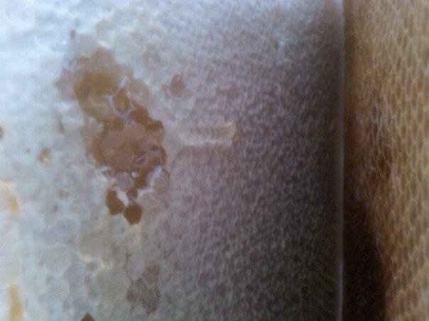 Stealing some honey for our wedding  (pics)