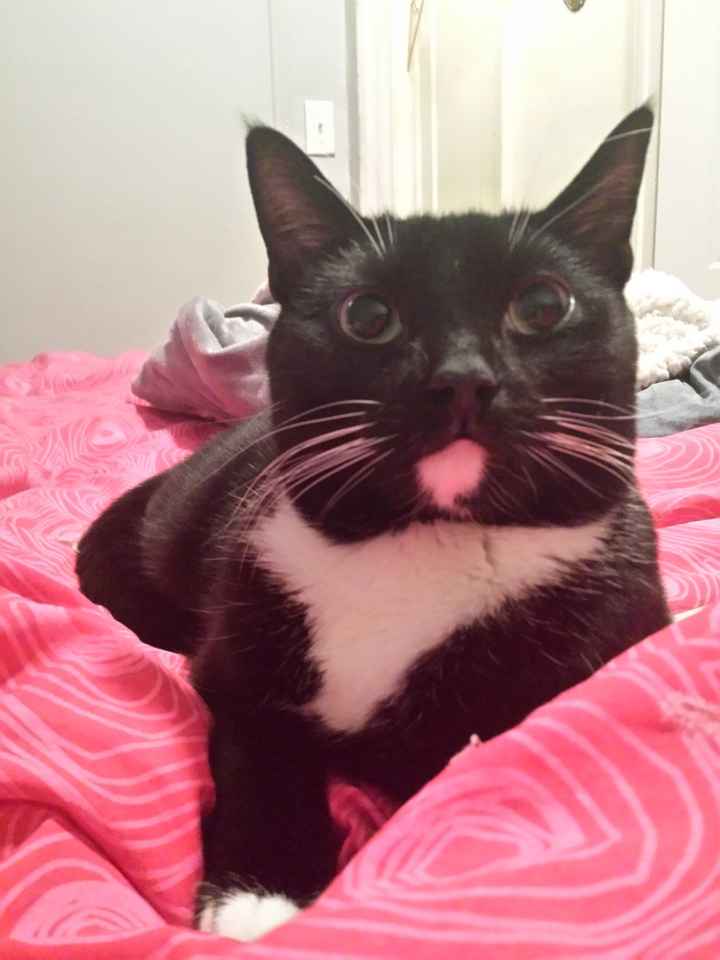 NWR: Pics of your pets :)