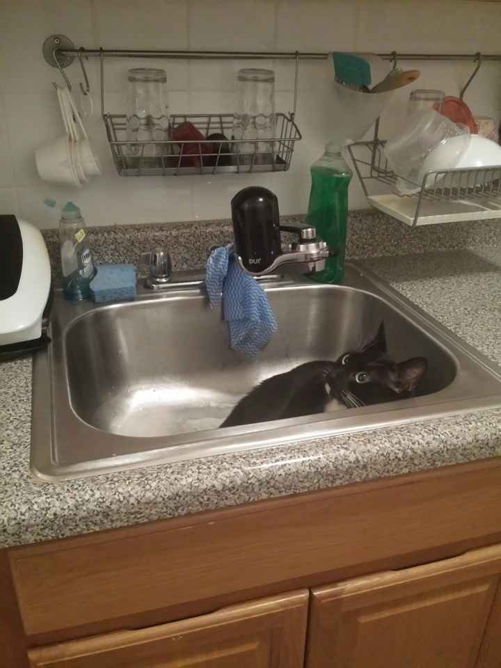 NWR: Pics of your pets :)