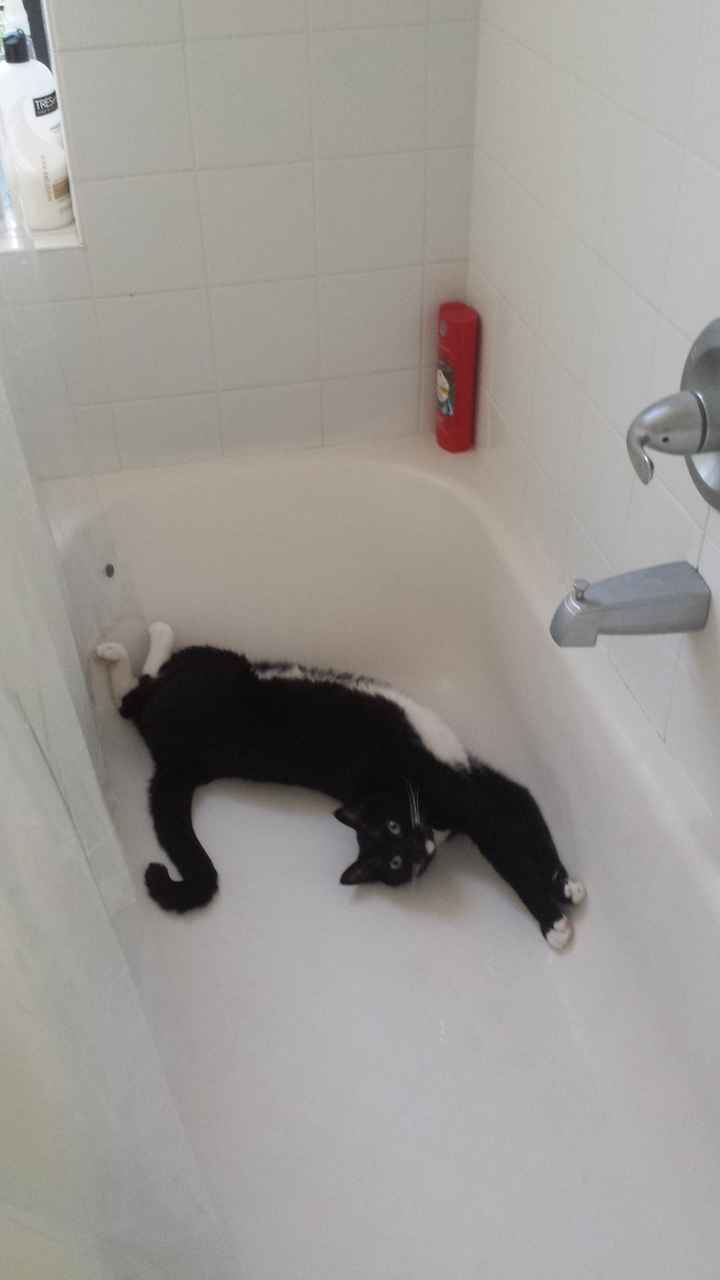 Pet names... Proper animal ones this time.,