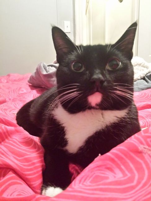 NWR: Pics of your pets :)