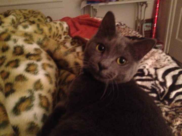 Since we are getting to know each other and everyone LOVES their fur babies!