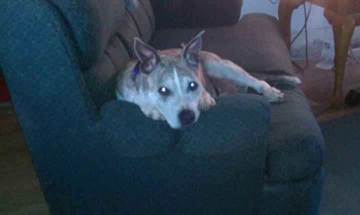 NWR: today is my Pups 2nd birthday!! Do you and your FH have a pet? Show pics!!!