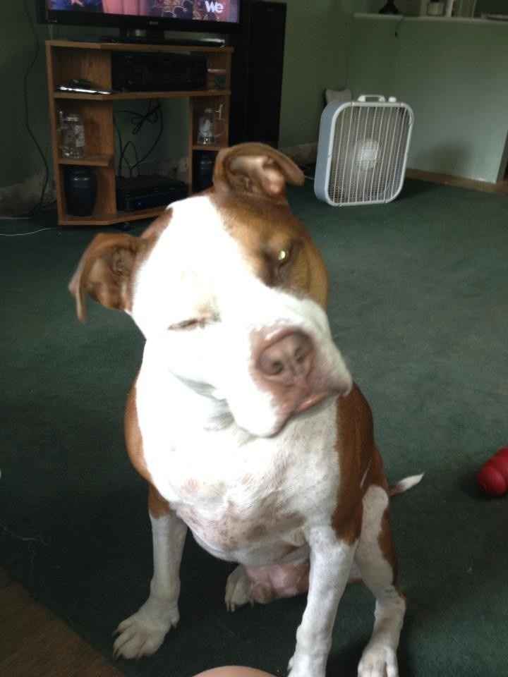 NWR: today is my Pups 2nd birthday!! Do you and your FH have a pet? Show pics!!!