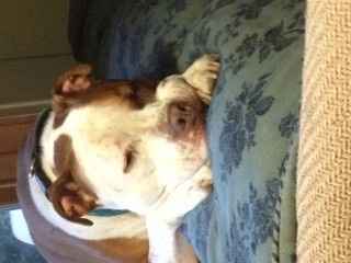 NWR:  My poor pup is SO depressed!