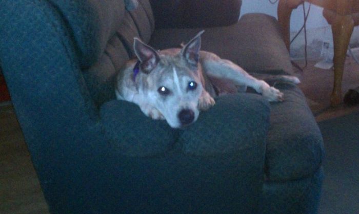 NWR: today is my Pups 2nd birthday!! Do you and your FH have a pet? Show pics!!!