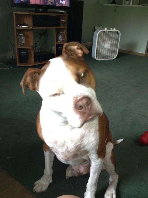 NWR: Pets that do kid-like things