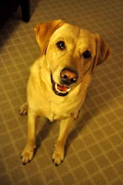 Just for fun, lets see your crazy pet child....