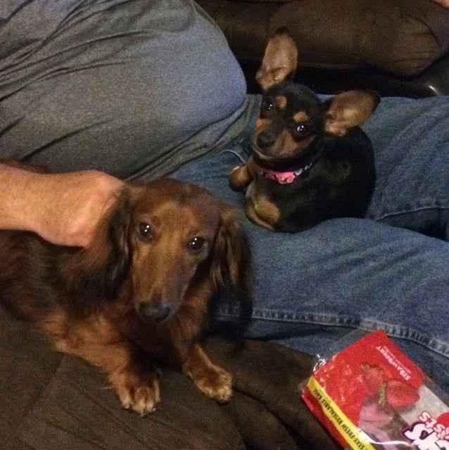 NWR: National Dog Day!