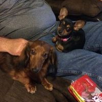 NWR: National Dog Day!