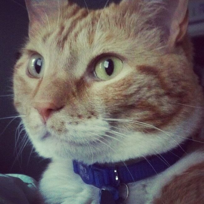 Pets?
