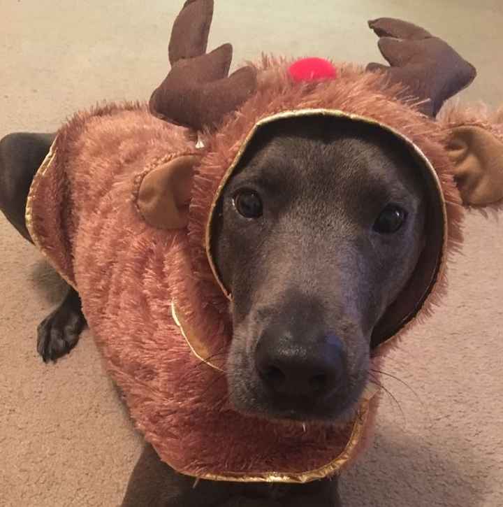 Pet PSA: No Holiday Plants!!!!!