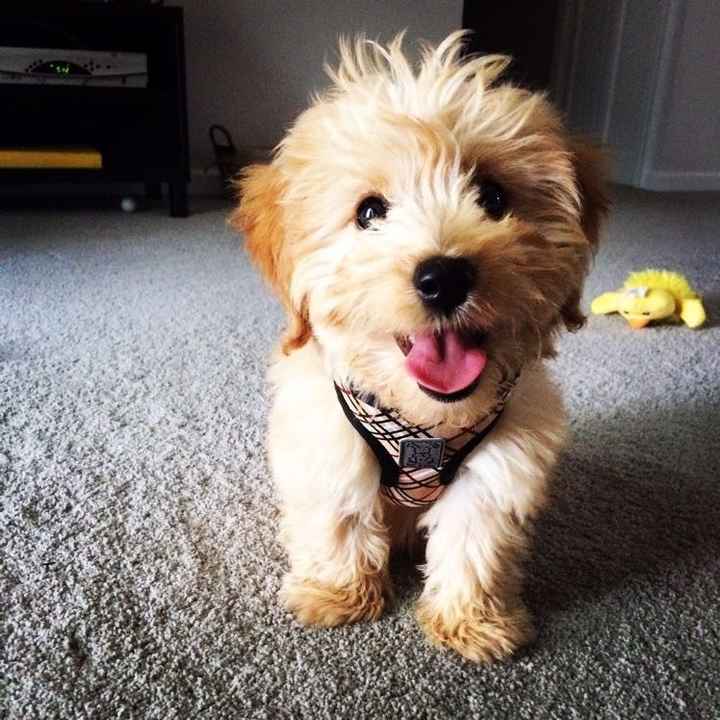 Positive thoughts and pictures of fluffy pets please