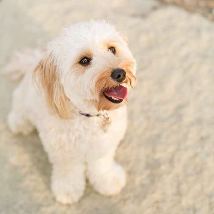 Having your pet in the engagement photos?