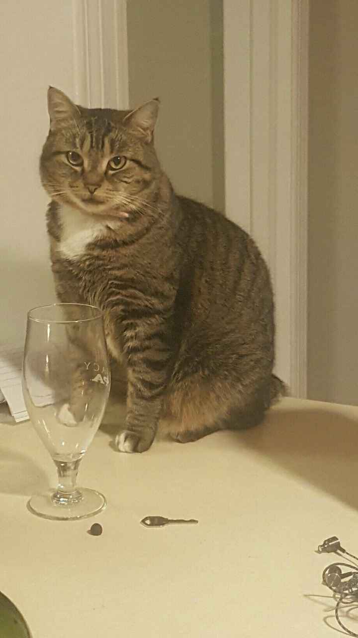 Pets "helping" you make things