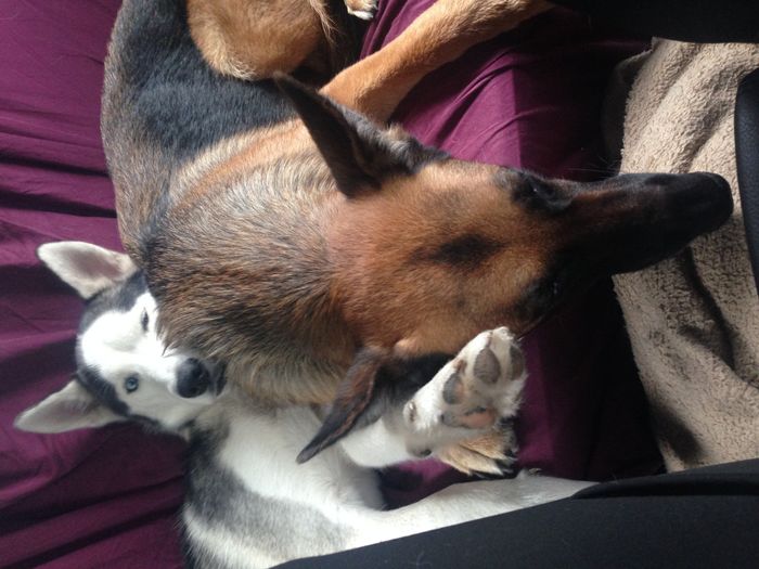 NWR: Furbaby!