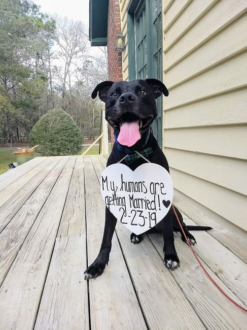 Doggo Option 4