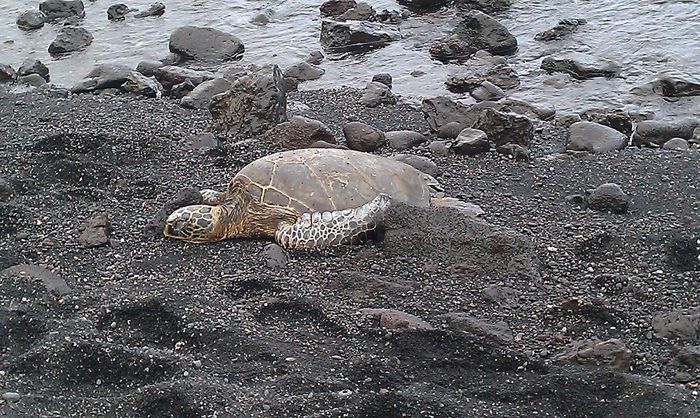 Have you been to Hawaii?