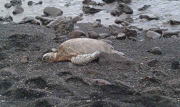 Have you been to Hawaii?