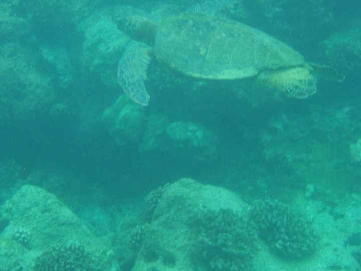 Have you been to Hawaii?