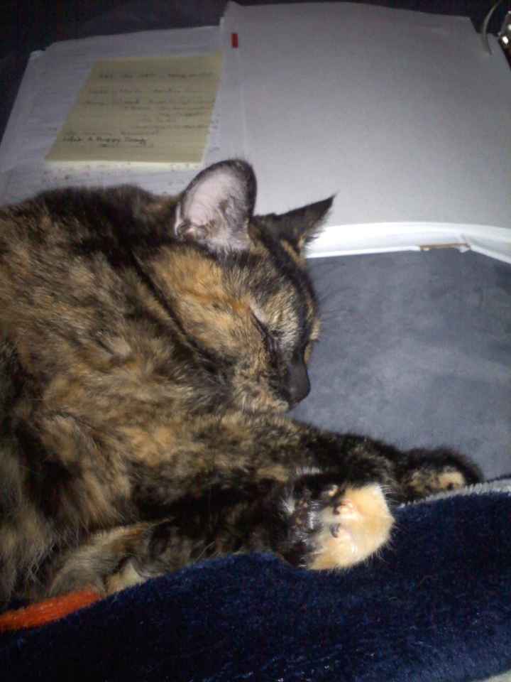 My cat has chosen her wedding dress :)