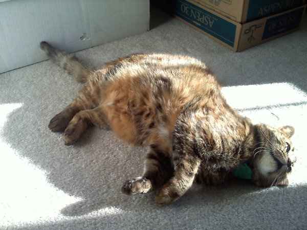 Furbabies (to lighten the mood)