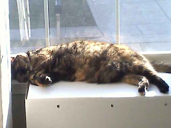 Furbabies (to lighten the mood)