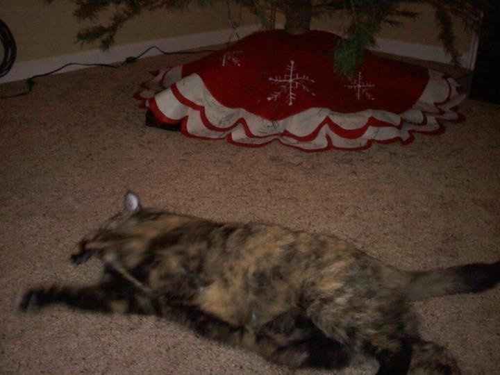 Its Friday - time for Furbabies...