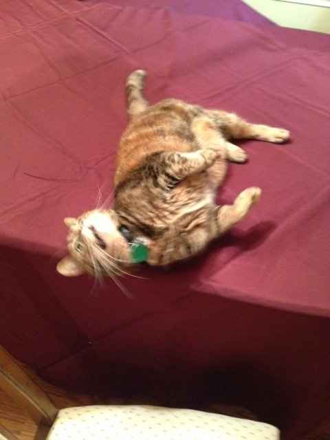 Buying tablecloths? I have a little bit of advice...