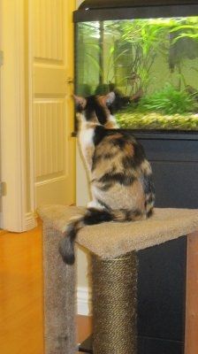*NWR* Show me your pets/animals! *PICS*