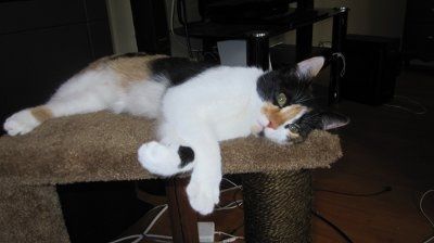 *NWR* Show me your pets/animals! *PICS*