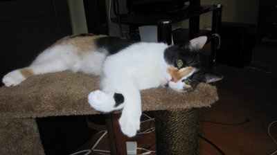 *NWR* Show me your pets/animals! *PICS*