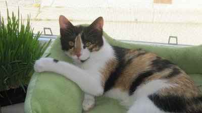 NWR: I want to see your pets!