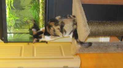 NWR: I want to see your pets!