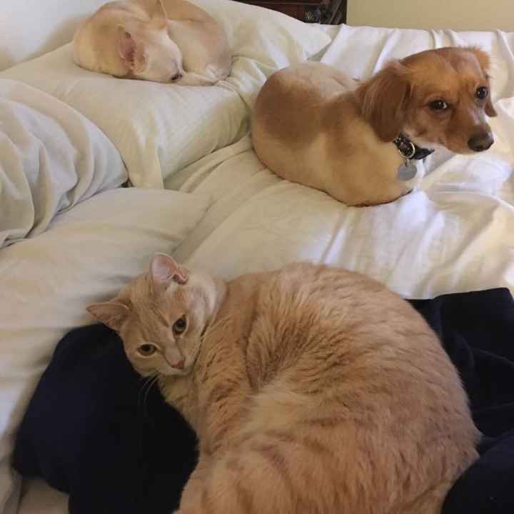 Let me see those fur babies!