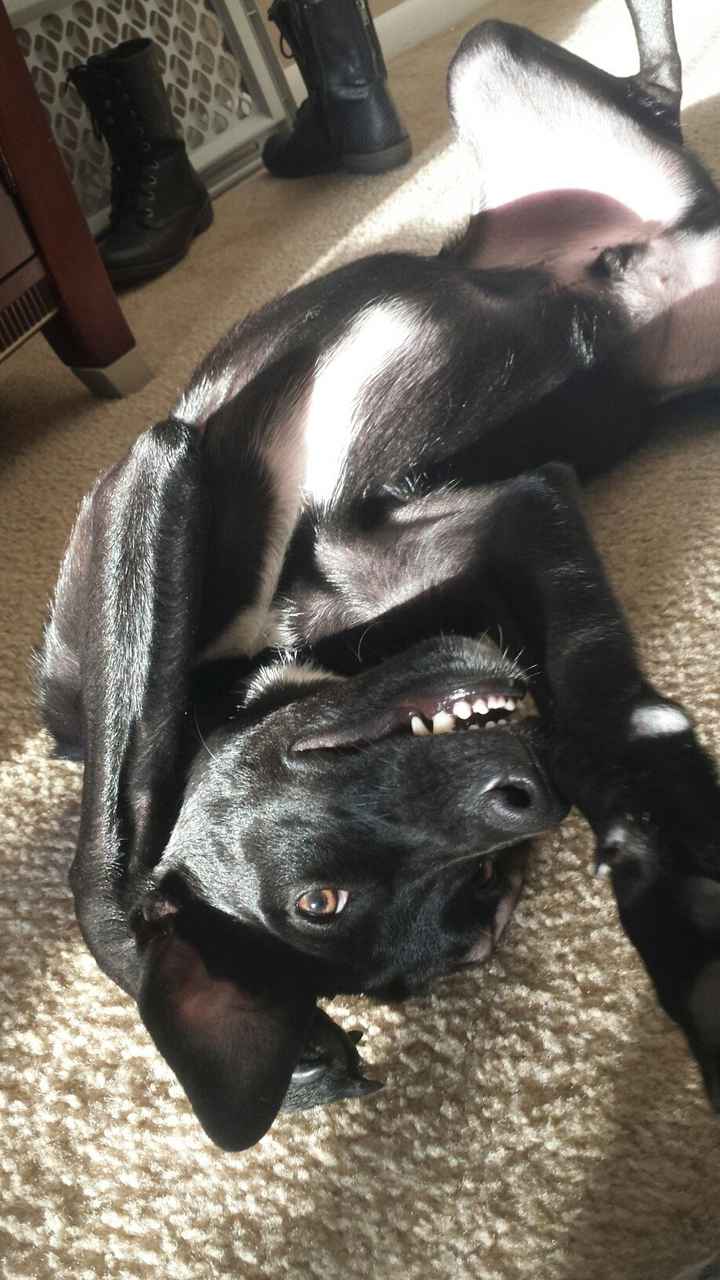 It's National Dog Day!