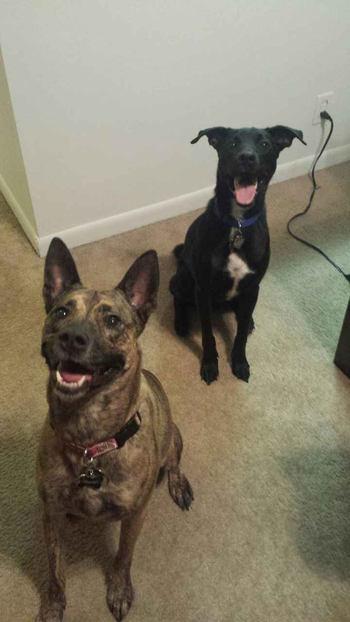 We havent had a pet post in a minute.