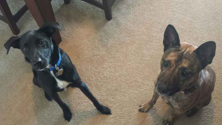 We havent had a pet post in a minute.