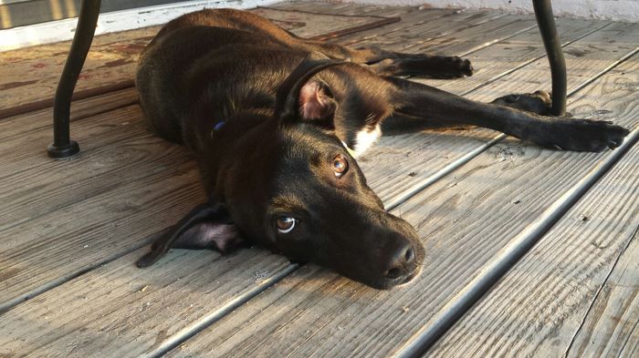 NWR- Furbaby Friday