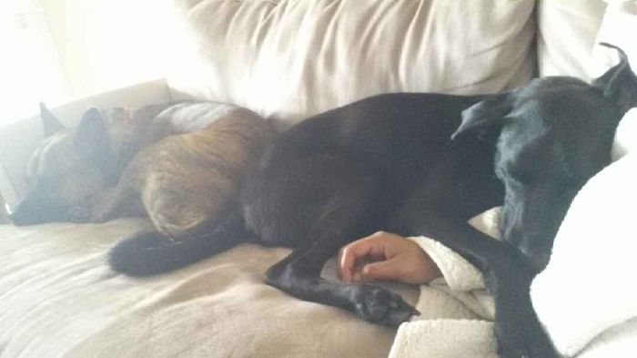 We havent had a pet post in a minute.