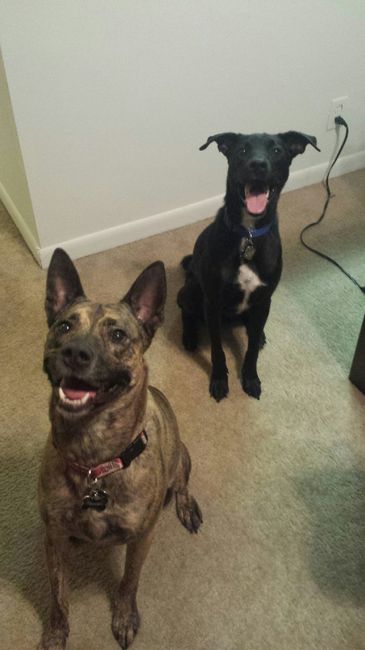 We havent had a pet post in a minute.