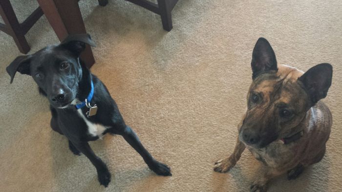 We havent had a pet post in a minute.