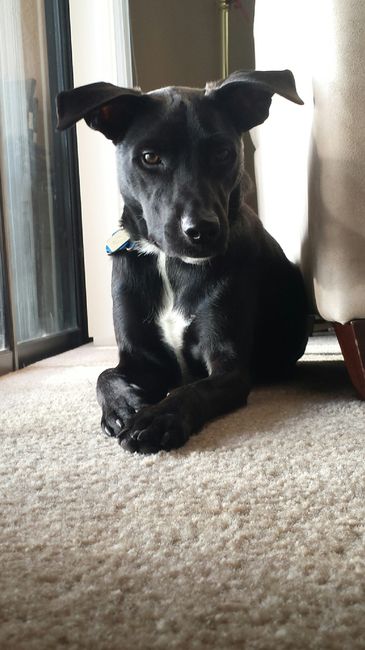Show me your Furbabies!