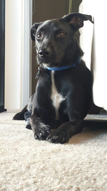 Show me your Furbabies!