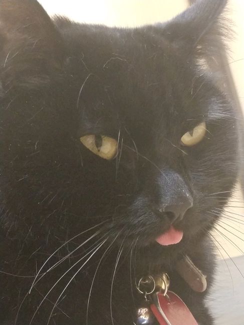 Not wedding related.... but Simba the wonder kitty - 3